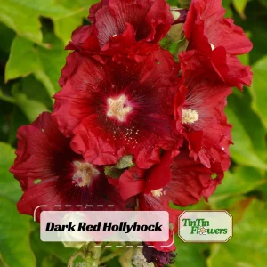Dark Red Hollyhock Seeds - Alcea rosea - 20 Seeds - Tall Crimson Red Blooms - Image 1