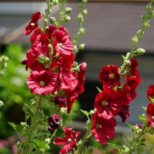 Dark Red Hollyhock Seeds - Alcea rosea - 20 Seeds - Tall Crimson Red Blooms - Image 8