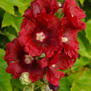 Dark Red Hollyhock Seeds - Alcea rosea - 20 Seeds - Tall Crimson Red Blooms - Image 9