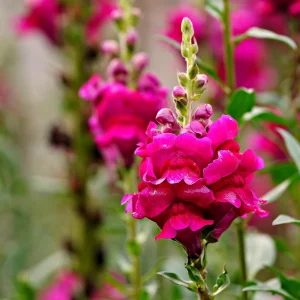 Dark Red Snapdragon Seeds - 30 Pack - Cold Resistant, Attracts Pollinators - Image 11