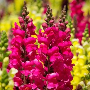 Dark Red Snapdragon Seeds - 30 Pack - Cold Resistant, Attracts Pollinators - Image 12