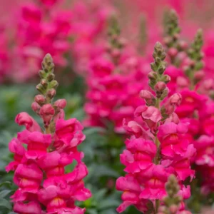 Dark Red Snapdragon Seeds - 30 Pack - Cold Resistant, Attracts Pollinators - Image 2