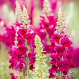 Dark Red Snapdragon Seeds - 30 Pack - Cold Resistant, Attracts Pollinators - Image 3