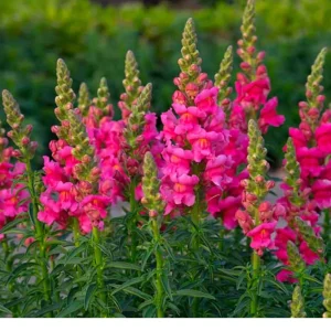 Dark Red Snapdragon Seeds - 30 Pack - Cold Resistant, Attracts Pollinators - Image 6