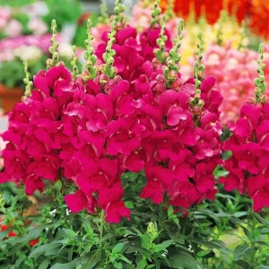 Dark Red Snapdragon Seeds - 30 Pack - Cold Resistant, Attracts Pollinators - Image 8
