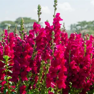 Dark Red Snapdragon Seeds - 30 Pack - Cold Resistant, Attracts Pollinators - Image 9