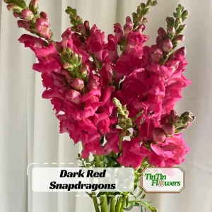 Dark Red Snapdragon Seeds - 30 Pack - Cold Resistant, Attracts Pollinators - Image 1