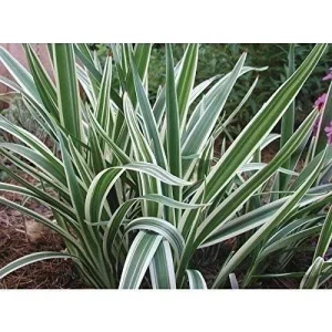 Dianella Flax Lily Live Plant - Set of 2, 4-inch Pots - Outdoor Ornamental - Image 2