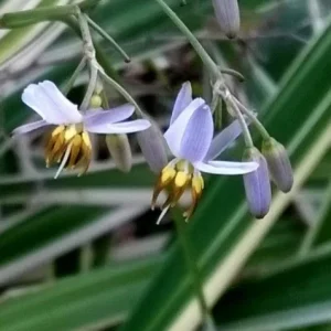 Dianella Flax Lily Live Plant - Set of 2, 4-inch Pots - Outdoor Ornamental - Image 3