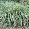 Dianella Flax Lily Live Plant - Set of 2, 4-inch Pots - Outdoor Ornamental - Image 1