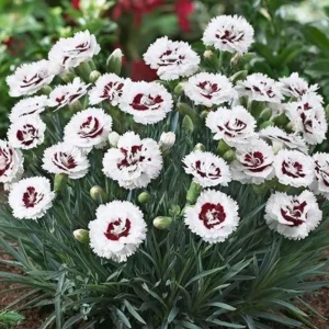 Dianthus Carnation Seeds - Coconut Surprise - 30 Seeds - Fragrant Cut Flowers - Image 10