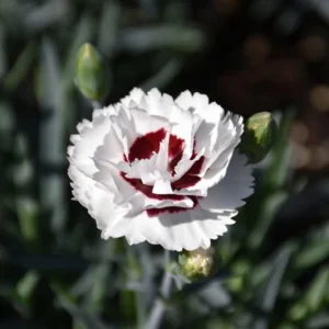 Dianthus Carnation Seeds - Coconut Surprise - 30 Seeds - Fragrant Cut Flowers - Image 11