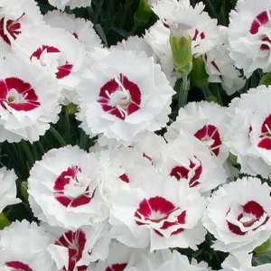 Dianthus Carnation Seeds - Coconut Surprise - 30 Seeds - Fragrant Cut Flowers - Image 12