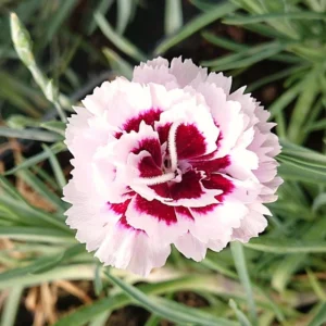 Dianthus Carnation Seeds - Coconut Surprise - 30 Seeds - Fragrant Cut Flowers - Image 13