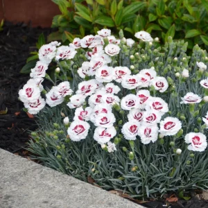 Dianthus Carnation Seeds - Coconut Surprise - 30 Seeds - Fragrant Cut Flowers - Image 2