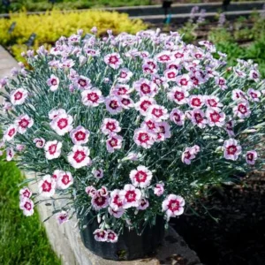 Dianthus Carnation Seeds - Coconut Surprise - 30 Seeds - Fragrant Cut Flowers - Image 3