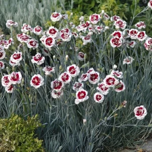 Dianthus Carnation Seeds - Coconut Surprise - 30 Seeds - Fragrant Cut Flowers - Image 4