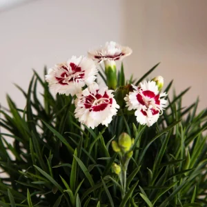 Dianthus Carnation Seeds - Coconut Surprise - 30 Seeds - Fragrant Cut Flowers - Image 5