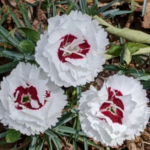Dianthus Carnation Seeds - Coconut Surprise - 30 Seeds - Fragrant Cut Flowers - Image 6