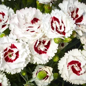 Dianthus Carnation Seeds - Coconut Surprise - 30 Seeds - Fragrant Cut Flowers - Image 7