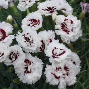 Dianthus Carnation Seeds - Coconut Surprise - 30 Seeds - Fragrant Cut Flowers - Image 8