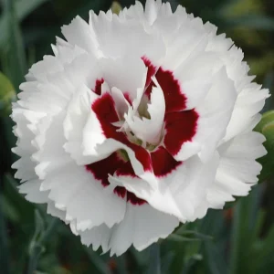 Dianthus Carnation Seeds - Coconut Surprise - 30 Seeds - Fragrant Cut Flowers - Image 9