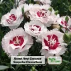 Dianthus Carnation Seeds - Coconut Surprise - 30 Seeds - Fragrant Cut Flowers - Image 1