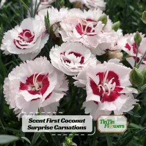 Dianthus Carnation Seeds - Coconut Surprise - 30 Seeds - Fragrant Cut Flowers - Image 1