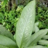 Dieffenbachia Tiki Live Plant - Dumb Cane Houseplant in 4 inch Pot, Indoor/Outdoor - Image 1