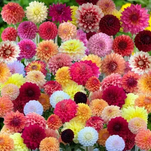 Dinnerplate Collection Dahlia Seeds - Pollinator Friendly - Heirloom Mix - 40 Seeds - Image 10