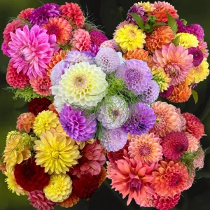 Dinnerplate Collection Dahlia Seeds - Pollinator Friendly - Heirloom Mix - 40 Seeds - Image 11