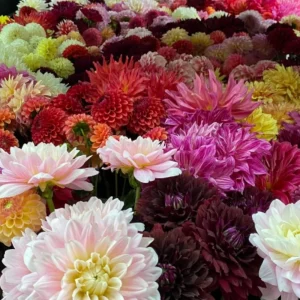 Dinnerplate Collection Dahlia Seeds - Pollinator Friendly - Heirloom Mix - 40 Seeds - Image 12