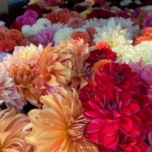 Dinnerplate Collection Dahlia Seeds - Pollinator Friendly - Heirloom Mix - 40 Seeds - Image 13