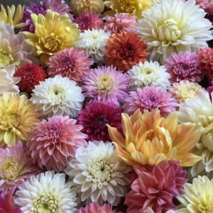 Dinnerplate Collection Dahlia Seeds - Pollinator Friendly - Heirloom Mix - 40 Seeds - Image 14