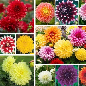 Dinnerplate Collection Dahlia Seeds - Pollinator Friendly - Heirloom Mix - 40 Seeds - Image 2