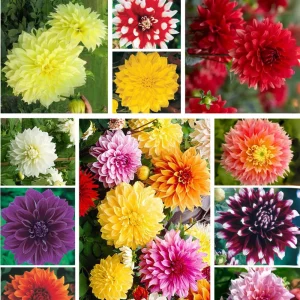 Dinnerplate Collection Dahlia Seeds - Pollinator Friendly - Heirloom Mix - 40 Seeds - Image 3