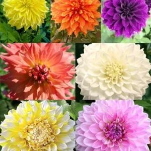 Dinnerplate Collection Dahlia Seeds - Pollinator Friendly - Heirloom Mix - 40 Seeds - Image 4