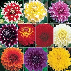 Dinnerplate Collection Dahlia Seeds - Pollinator Friendly - Heirloom Mix - 40 Seeds - Image 5