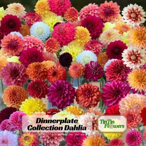 Dinnerplate Collection Dahlia Seeds - Pollinator Friendly - Heirloom Mix - 40 Seeds - Image 1