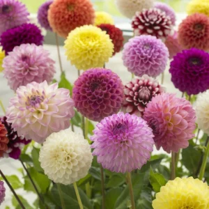 Dinnerplate Collection Dahlia Seeds - Pollinator Friendly - Heirloom Mix - 40 Seeds - Image 6