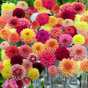 Dinnerplate Collection Dahlia Seeds - Pollinator Friendly - Heirloom Mix - 40 Seeds - Image 7