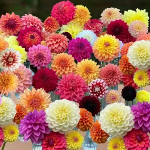 Dinnerplate Collection Dahlia Seeds - Pollinator Friendly - Heirloom Mix - 40 Seeds - Image 8