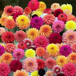Dinnerplate Collection Dahlia Seeds - Pollinator Friendly - Heirloom Mix - 40 Seeds - Image 9