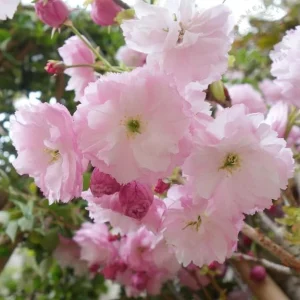 Double Pink Flowering Cherry Tree Live Plant – 2 Pack, 6-12