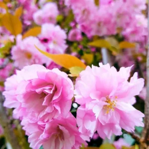 Double Pink Flowering Cherry Tree Live Plant – 2 Pack, 6-12