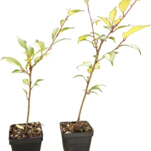 Double Pink Flowering Cherry Tree Live Plant – 2 Pack, 6-12