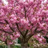 Double Pink Flowering Cherry Tree Live Plant – 2 Pack, 6-12" Tall, Ornamental Outdoor - Image 1