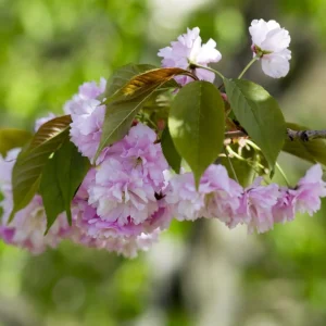 Double Pink Flowering Cherry Tree Live Plant – Ornamental Blossom, 6-12