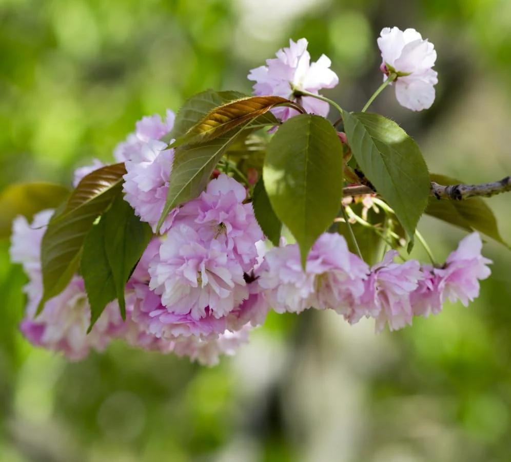 Double Pink Flowering Cherry Tree Live Plant – Ornamental Blossom Tree 6-12" Tall in 2.5" Pot – Outdoor Deciduous - Image 3