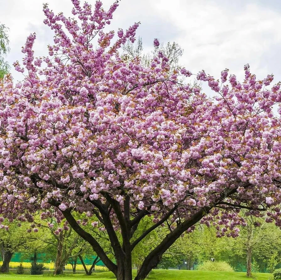 Double Pink Flowering Cherry Tree Live Plant – Ornamental Blossom Tree 6-12" Tall in 2.5" Pot – Outdoor Deciduous - Image 4